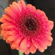 るる※おまとめ買い割引あり！の画像