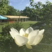 Yokooの画像