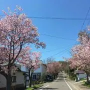 まりもっこりの画像