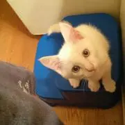 みけねこ