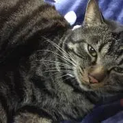 まさのり