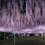 Shaniaの画像