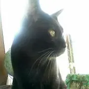 黒猫♂