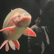 ベの画像