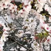 あやや