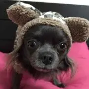 としぴぃ