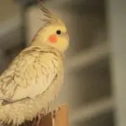 はな☆プロフご観覧宜しくお願い致します!の画像