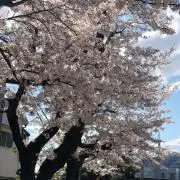 Image of サトウ