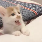 うぉんkun
