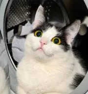 タラコの画像