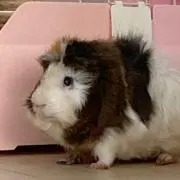 くまの画像