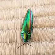 烈隊長