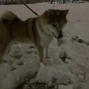 じるこ