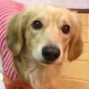 toshitoの画像