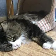 さまくんの画像