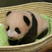 Image of ノンママ