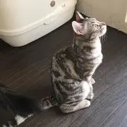 タマの画像