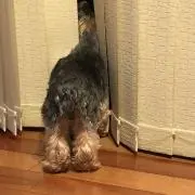 みほみほりんの画像