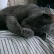 あら のぶ