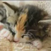 にゃんちの画像