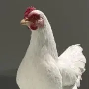 輝矢の画像