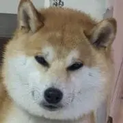 こんちーぼんの画像