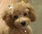 ちっぺの画像
