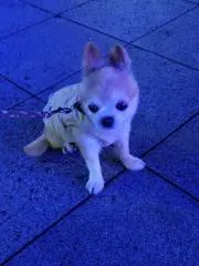 とまとの画像