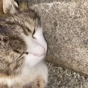 りぼん