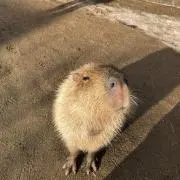 ライム