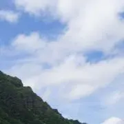 しゃけの画像