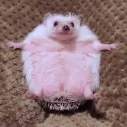 まかろんの画像