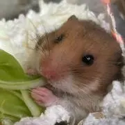 みーる