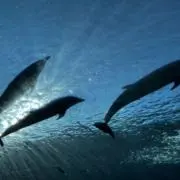 チロールの画像