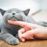 catscatspool☆プロフ見てねの画像