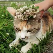 こむの画像