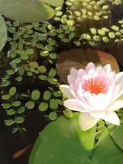 mokomoko2015の画像