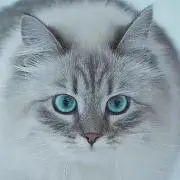 オーケーさん