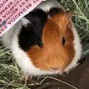 ゆう☆みい