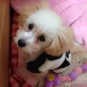 ミルミル