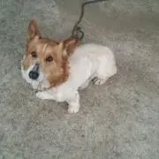 ちゃも