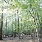 山田の画像