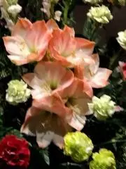 てんちゃんの画像