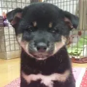 マイケル