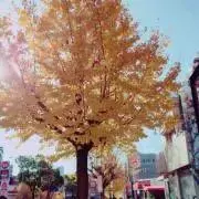 nepiaの画像