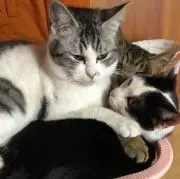 アリス