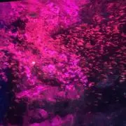 MCSプロフ必読の画像