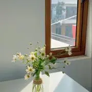 松の画像