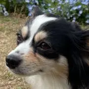 かんかんの画像