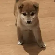 桃の画像